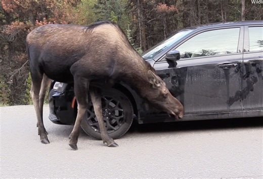 Moose Gives Car A Tongue-Powered Car Wash In Canada