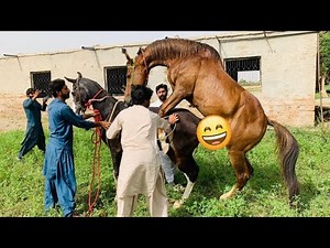 Beautiful Horse Cross Breeding /Complete Breeding Program