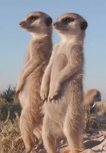 Diabetic ketoacidosis important fluid and potassium replacement An important point is to have a side drip of dextrose 10% at a rate of 125mlper hour and maintaining the same insulin infusion rate consider shifting from infusion to sc insulin when ph>7.3 and blood ketones