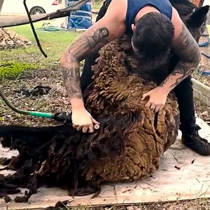 Incredibly Satisfying Llama Shearing 🦙 | The Koala