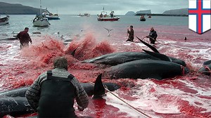 Pilot whale slaughter: annual hunt sees 160 dolphins butchered in the Faroe Islands - TomoNews