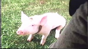 Opening and Closing to For Richer Or Poorer 1998 VHS