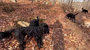 Welcoming newest member Ollie to the pack today 襁 Emi, Gigi, Dudley, Bo, Stanley, Gretchen, Boomer, Dash, Clif, Mandy, Cooper, Yogi! | Active Dog LLC | Facebook