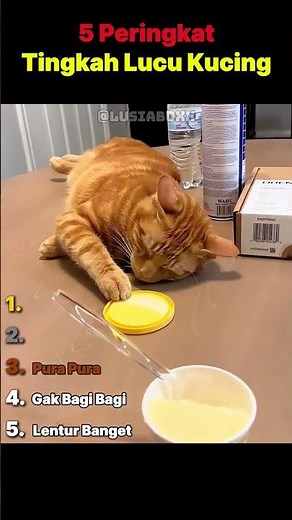 5 MOMEN TINGKAH LUCU KUCING🐈🥰