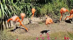 3.2K views · 84 reactions | ** Meanwhile... over in the flamingo...