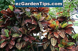 Florida Orange Tree Maladies 🌱 Conseils Jardiniers - Fr.ezGardenTips.com