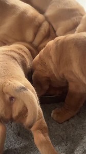 Beautiful Dogue De Bordeaux