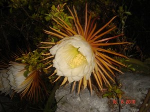 Photo of Night-blooming Cereus flowers in Bermuda