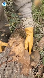 Bee Rescuer #beehivejob #beerescue #virals #fypシviralシ2024 #fypシ | KnowNow