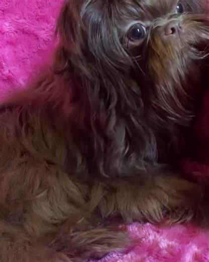 21K views · 608 reactions | Shih Tzu puppy model! Our chocolate...