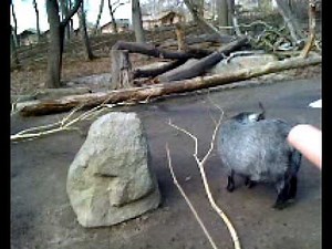 shit goat gets owned - dumb ass fuck