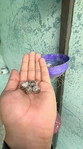 Strange eggs for diamond dove | Birds Lover
