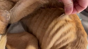 It's been over four hours and this small sickly pup hasn't gotten a rescue offer. I get it, everyone is overwhelmed. We can only be stretched so far as well as our funds. Funds. Funds are low for all of us, while the needs remain high. Sometimes you just have to do the right thing and put it in God's hands that funding will come. We'll be getting this little girl over to Vergi asap. Please help if you can. Paypal.me/houstonk911 Venmo houstonk-911 Zelle houstonk911rescue@gmail.com | Gus' Journey