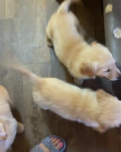 41K views · 1.5K reactions | Splish, Splash…the Golden Fluffers are taking a bath!  識﫧什 #firstbath #scrubadubdub #readysetgo #ourgoldenfluffers #ourgoldenadventures | Our Golden Adventures | Facebook