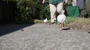 2.7K views · 156 reactions | Five fluffy flamingo chicks are being hand-raised behind the scenes by our dedicated animal keepers—a process that includes everything from hand-feeding to exercise sessions where the chicks can walk, run and stretch to strengthen their adorable legs. Read more about these precious peeps: bit.ly/flamingohatch #FridayFloof | Woodland Park Zoo | Facebook