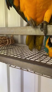 Ohhhh the cuddle lady is here.. yaay!! | Macaws And More