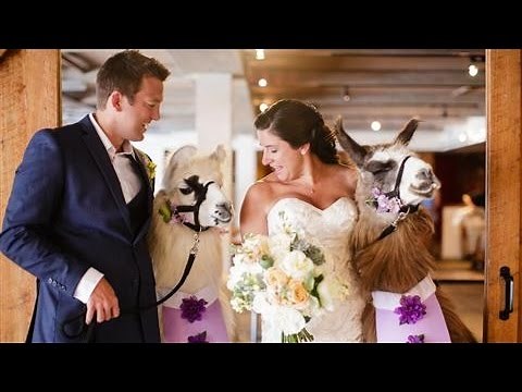 Weddings Gone Wild With Exotic Animals