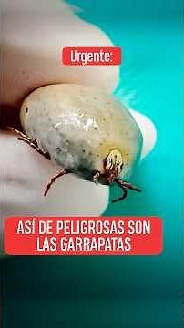 This is how dangerous ticks are