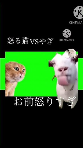 オエ猫登場 #猫ミーム #猫ミーム 沢山出てくる
