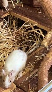 Bühne frei für Alfred, Yoshi und Mogli! 🤩 Die drei hübschen Degu-Männchen warten derzeit bei uns im TierQuarTier auf ein neues Zuhause. Das Trio hatte keinen guten Start - es wurde einfach in einer Kartonschachtel bei einem Badeteich ausgesetzt. 😢 Nun möchten die intelligenten Tierchen gerne zu liebevollen Zweibeinern ziehen. Die äußerst sozialen Degus werden mindestens zu zweit, am besten aber in einer Gruppe gehalten - am schönsten wäre es natürlich, wenn Alfred, Yoshi und Mogli gemeinsam au