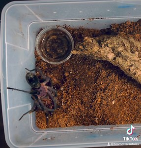 Bumba horrida pairing from today! That male was um... determined 🤣 #tarantula #tarantulas #fearnottarantulas #fnt #breeding #tarantulabreeding #vabeach #virginiabeach #757 #smallbusinesses #supportsmallbusiness #bumbahorrida #bumba #bumbahorridaexcabocla | Fear Not Tarantulas, Inc