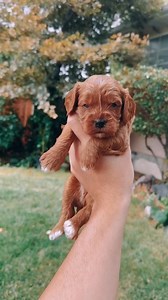 We took our Cavapoo crew outside today for some fresh air and they couldn't be any cuter! 🥹We have 3 puppies available! Send us a message for more info. 📩 Delivery is available to every state. ✈️ #cavapoo #dailypuppy #cavapoopuppy #cavoodle #cavapooworld #cavapoolove #cavoodlebreeder #cavapooworld #poodle #puppiesforadoption #toypoodle #cavapoolove #cavapoosofinstagram #cavapoosofnyc #minidoodle #minicavapoo #cavapoobreeder #cavapoodaily #puppyculturebreeder #cavapoopuppies #cavapooforsale #ca