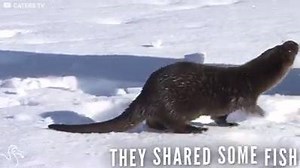 This otter never forgot the man who saved his life. He keeps coming back to visit ❤️ (Credit: Caters TV) | Otter