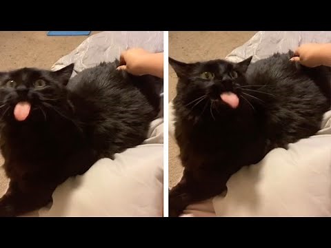 Cat Starts Licking When Owner Scratches Its Back