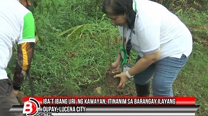 4.6K views · 62 reactions | Iba’t ibang uri ng kawayan, itinanim sa Barangay Ilayang Dupay, Lucena City ngayong World Bamboo Day | Bandilyo | Facebook