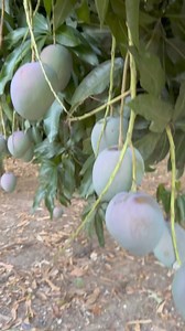 Buena temporada de mango | Israel Campos