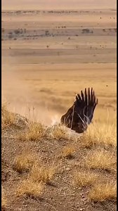 39K views · 379 reactions | Fish Eagle vs Leopard | Safarigpt | Facebook