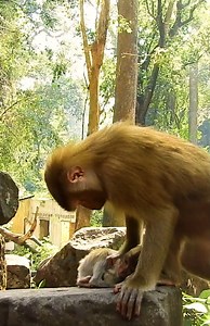 Monkey Free on Reels