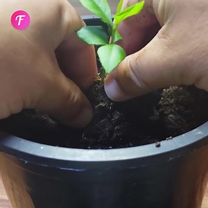 31K views · 106 reactions | Conseils essentiels pour entretenir votre citronnier d'intérieur | Fabiosa France | Facebook