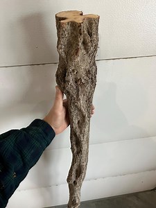 63" Diamond Willow (BIG & PHENOMENAL <> STAFF) You Carve, Walking Stick, Woodworking, Twisted Wood, Wizard, Ren Faire, Cane, Cosplay - Etsy