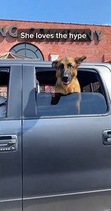 German shepherd puppy saying hello to everyone