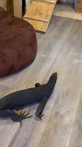 Daily dose of Dexter morning routine of greetings and hot tub soaks. | The Happy Monitor