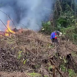 178K views · 1.4K reactions | The pregnant woman happily worked with her husband on the fields, growing ginger and corn | Improve life | Facebook