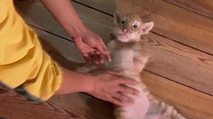 Golden tiger cub in Chongqing completes one month since birth