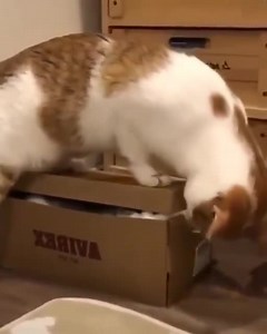 Amazingly Cat on Reels