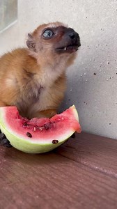 Our next senior citizen spotlight: 29-year-old blue-eyed black lemur Kidman! 💙 Kidman, named after the eponymous actress of AMC fame, is the oldest female lemur in our colony. You may have purchased some of her artwork in our gift shop—she’s our most prolific finger painter, having painted a record of 31 masterpieces in a single sitting. Here, she enjoys a juicy watermelon grown in our own DLC garden 🍉 🎥: Jodi S. | Duke Lemur Center