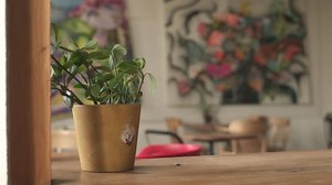 Cluj-napoca Romania July 2016 Close Flower: стоковое видео (без лицензионных платежей), 1020883105 | Shutterstock