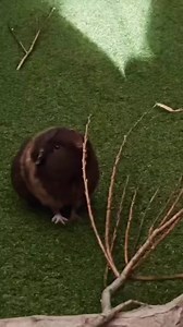It’s finally warm and dry enough for these fellas to head into the fields! ☀️ 🦒 They usually prefer their hard-standing yard as it’s more comfortable underfoot and the grass can sometimes be too slippy during colder weather. Summer vibes have landed (at last)! ☀️ 😃 😊 🦒 #sunnydays #summer #sunshine #happyanimals #giraffes #giraffeheights | Folly Farm Adventure Park & Zoo