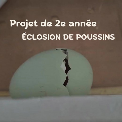 TOUT COMMENCE ICI Project 2e année- Éclosion de poussins #ecolevalmarie #poussins | École Privée Val Marie