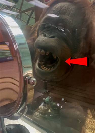 Why Are Animals So Dramatic?🤣 | Darcy Donavan