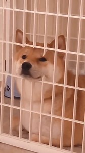 5.5K views · 246 reactions | So adorable | Shiba Inu Overload | Facebook