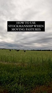 3.6K views · 30 reactions | Proper livestock handling and close...