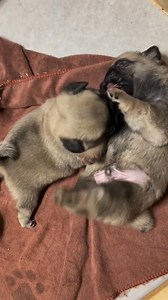 Willow Dove pugs | Grace Farm Senior Pug Sanctuary