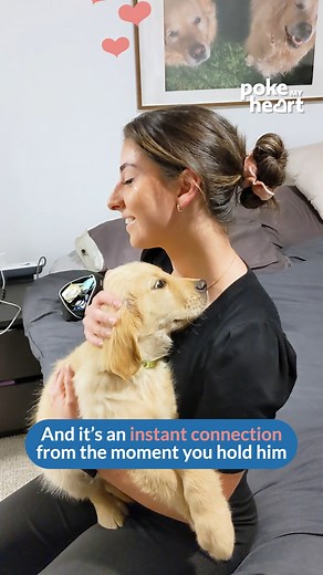 22K views · 169 reactions | Boyfriend Surprises Girlfriend With Puppy #puppysurprise #loveandfriendship #heartwarmingmoments | Poke My Heart | Facebook