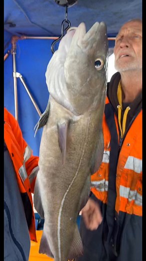 Cod & chips 😍🎣💥 #codandchips #teatime #codfishing #uk #followme #fishinglife | Jono Tuvnes