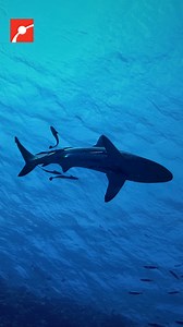 4.8K views · 31 reactions | Curly measured nearly 18 feet long and was one of the largest great white sharks ever studied in the Atlantic. 麗 She was the first mature female Shark Biologist Greg Skomal ever tagged. Observing her up close reshaped his understanding of shark intelligence, strength, and presence. #Science #SharkWeek #GreatWhite #MarineBiology #Sharks | Museum of Science, Boston | Facebook